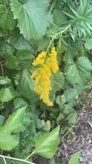 Solidago canadensis