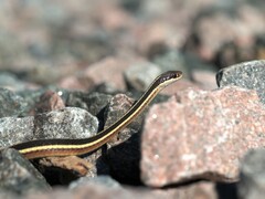 Thamnophis saurita septentrionalis