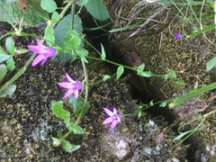 Campanula rapunculus