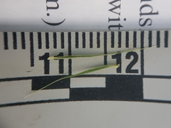 Elymus wiegandii