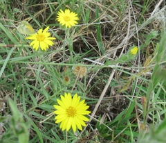 Bradburia pilosa