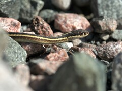 Thamnophis saurita septentrionalis
