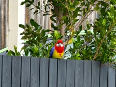 Platycercus eximius eximius