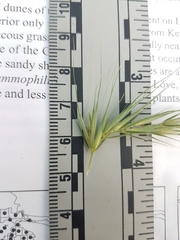 Elymus wiegandii