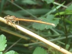 Platycnemis acutipennis