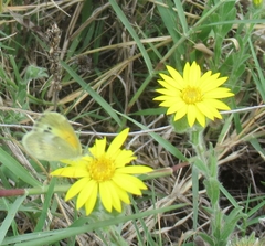 Bradburia pilosa