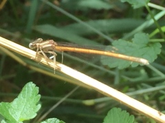 Platycnemis acutipennis