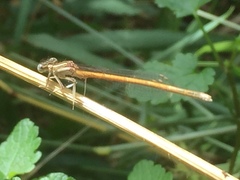 Platycnemis acutipennis