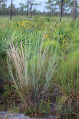 Andropogon