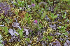 Castilleja parviflora