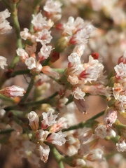 Eriogonum microtheca