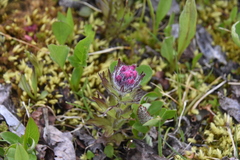 Castilleja parviflora