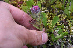 Castilleja parviflora