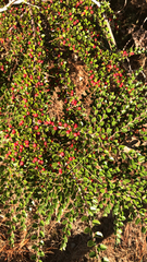 Cotoneaster horizontalis