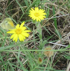 Bradburia pilosa