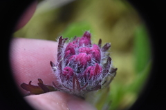 Castilleja parviflora