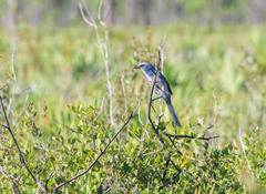 Aphelocoma coerulescens