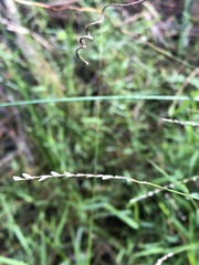 Tetrarrhena juncea