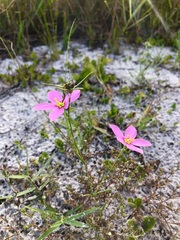 Sabatia grandiflora