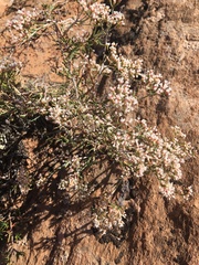 Eriogonum microtheca