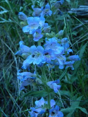 Penstemon eriantherus redactus
