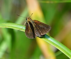 Euphyes dukesi calhouni