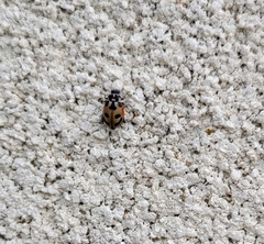 Hippodamia parenthesis