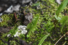 Botrychium neolunaria