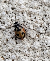 Hippodamia parenthesis