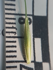 Elymus wiegandii