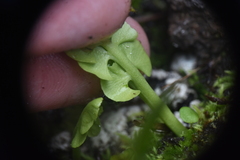 Botrychium neolunaria