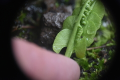 Botrychium neolunaria