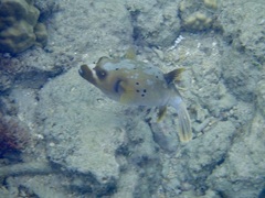 Arothron nigropunctatus