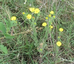 Bradburia pilosa