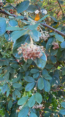 Cotoneaster coriaceus