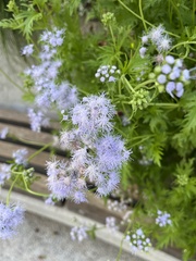 Conoclinium dissectum