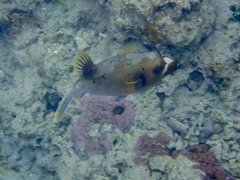 Arothron nigropunctatus