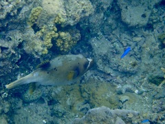 Arothron nigropunctatus