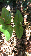 Hypericum androsaemum