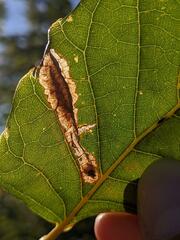 Coptotriche castaneaeella