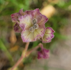Mirabilis albida