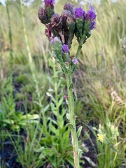 Achurum carinatum