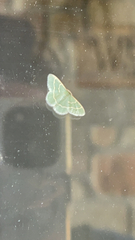 Chlorochlamys chloroleucaria