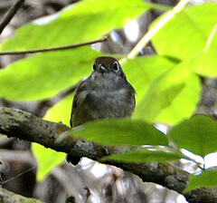 Dysithamnus mentalis
