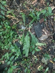 Blechnum chambersii