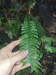 Blechnum chambersii