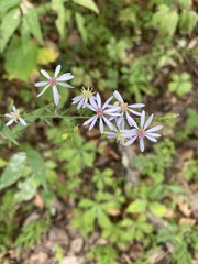 Symphyotrichum shortii