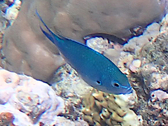 Chromis atripectoralis