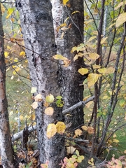 Betula
