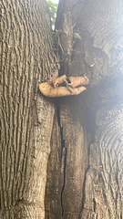 Cerioporus squamosus